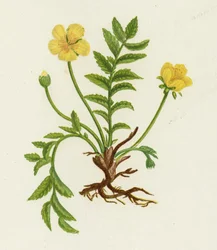 Gänsefingerkraut, Potentilla Anserina